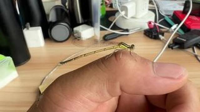 #谁还没个宠物，我们这里叫洋噶米米