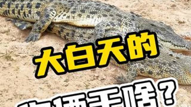 大白天的你俩干啥呢？#鳄珍 #鳄珍鳄鱼酒 #养生酒 #人工养殖鳄鱼