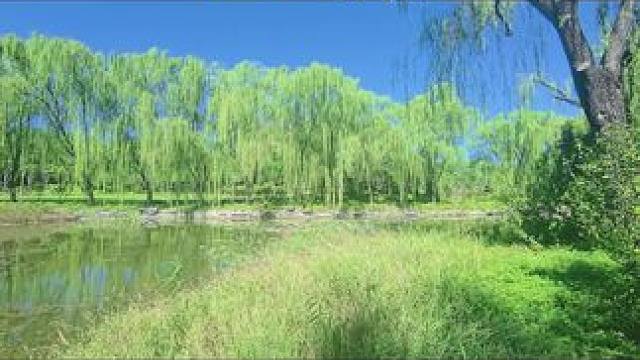 #身边的风景无处不在 #稻田风光美如画