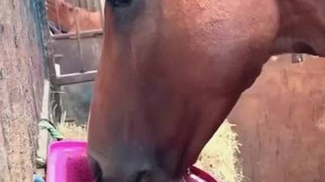 看出来它很饿#动物的迷惑行为 #这牛太厉害了 #有灵性的狗狗 #牛脾气来了挡都挡不住 #我为文明饮酒