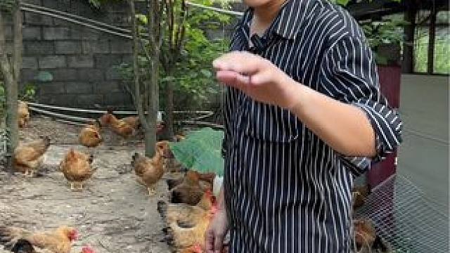 19.8土土的桂香鸡一斤，#农村散养土鸡  #生态放养 #农村散养土鸡土鸭 #走地鸡 #土鸡土鸭