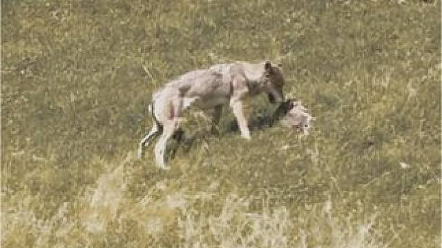 高原狼猎捕土拨鼠，可怜的土拨鼠肠子都出来了#高原上的神奇动物们 #野生动物零距离 #动物世界 #捕食