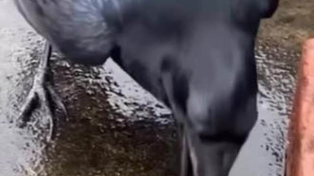 #分享有趣的视频 #动物成精系列 #近距离观看一只奇怪的鸟 #鸟类实拍 #爱鸟护鸟