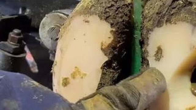 万万没想到牛蹄里居然藏了个大洞#解压 #修牛蹄