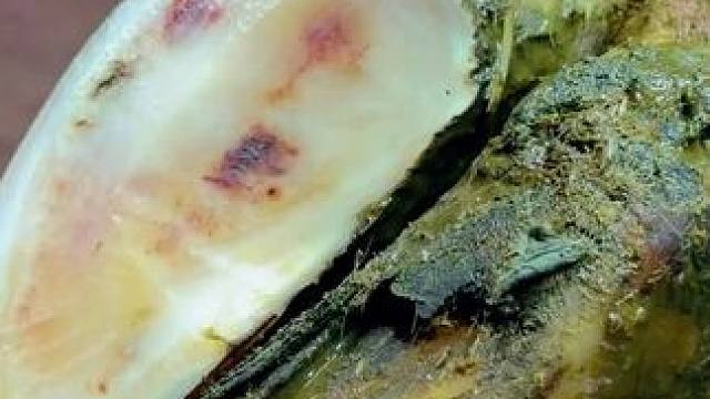 这次的牛汁藏的很好，差点让小哥给漏掉#解压 #修蹄 #助眠 #治愈系 #强迫症