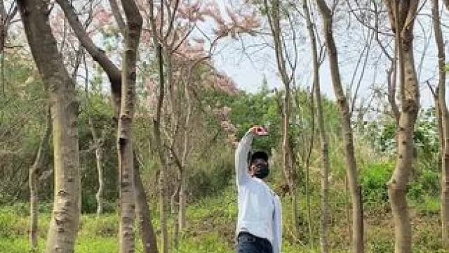 小树林试试这样拍太美了吧#手机摄影 #拍摄技巧 #小树林 #治愈系风景