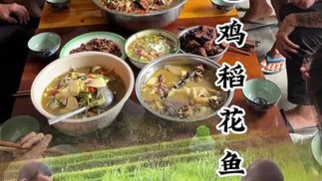 棕包鸡稻花鱼#农村生活 #新农人计划2024 #农村美食 #回村后的我 #家的味道