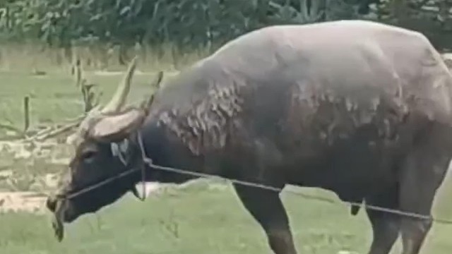 可怜牛牛勇敢坚强活着，牛牛真棒！