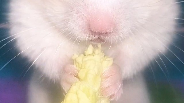 小鼠沉浸式吃大白菜！