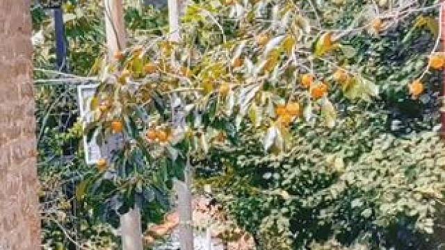 #牵手看世界 #淄博市太河镇之行（36）西股村。在这漫长的人生旅途中，你们牵手，