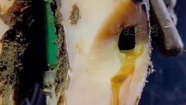 好大的一个虫洞，深深的镶进了牛蹄中#解压 #助眠 #治愈系 #强迫症 #极度舒适 