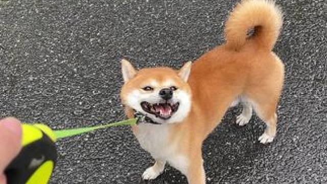 台风降临前 #柴犬 #萌宠出道计划 #柴柴日常 #萌宠日常记录