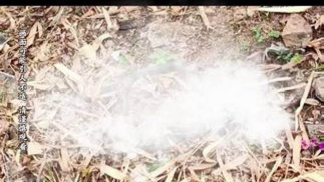 第一次见这样的长虫，有知道的来科普一下，看着就不好惹，让人后背发凉#户外 #蛇 #注意防范 #意外不