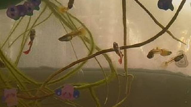 这下可好了#鱼缸里的大自然 #鱼儿自由自在的水中游 #每一个瞬间都是美丽的风景 #异想世界中的百万转