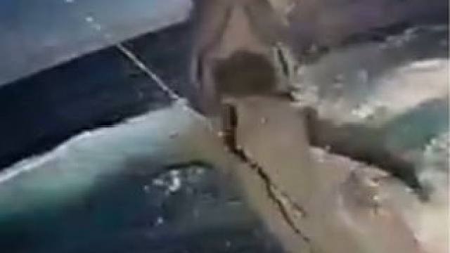 #这鱼哪个钓友看了不羡慕 #每个钓鱼人都有个百斤巨物梦