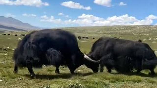 高原上的牦牛争霸，不服就干#高原牦牛 #高原上的神奇动物们 #牧区风景 #牛脾气来了挡都挡不住