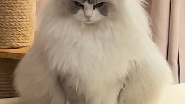 宝宝你的体积就是开根号都看不出缺爱的痕迹 #万物可爱计划 #宅家治愈记 #布偶猫