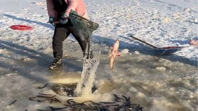 #户外捕鱼 #好大一条鱼