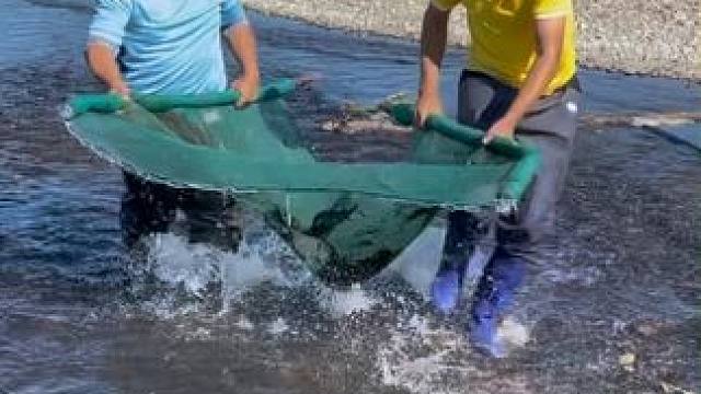 #户外捕鱼 #好多鱼