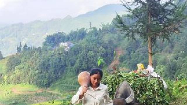 找猪菜回家啦#记录我的乡村放牛生活##田园生活 #乡村生活记录