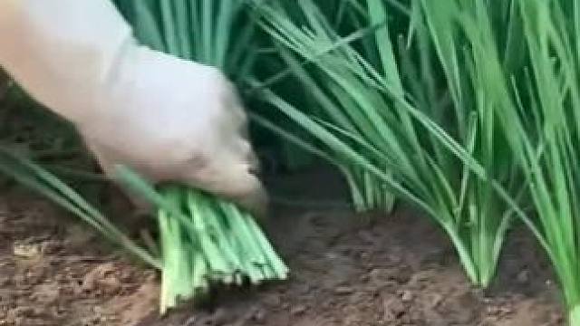 #韭菜 #韭菜的营养价值与功效 #经常吃韭菜对身体好吗 #韭菜的功效和作用 #山韭菜的功效与作用