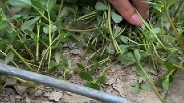 #农家菜#农村土菜就是好吃 #农家菜有哪些 #农家菜谱大全 #湖南农家菜有哪些 #看看我们农村的硬菜