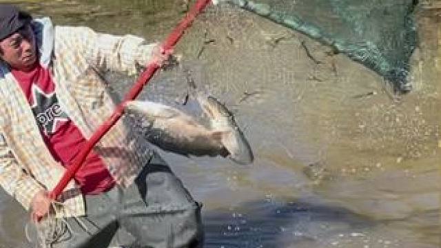 #户外捕鱼 #好大一条鱼