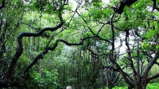 一不小心就闯入了现实版的“魔戒—魔法森林”！下雨天感觉更好！如果你也喜欢森林系那这个地方一定会很喜欢