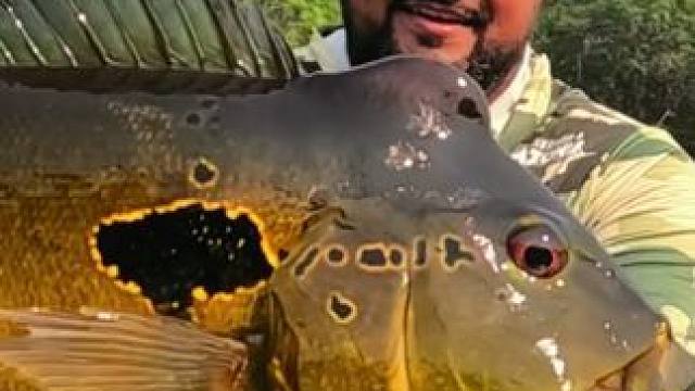 漂亮的孔雀鲈 #国外视频分享 #好大一条鱼 #钓鱼的乐趣只有钓鱼人懂