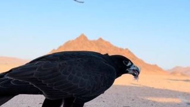 阿拉伯土豪的宠物游隼 #国外视频分享 #宠物 #奇妙的动物