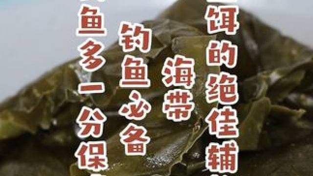 海带是鱼饵的绝佳辅料，钓鱼必备，会做就让钓鱼时多一分保障 海带是鱼饵的绝佳辅料，钓鱼必备，会做就让钓