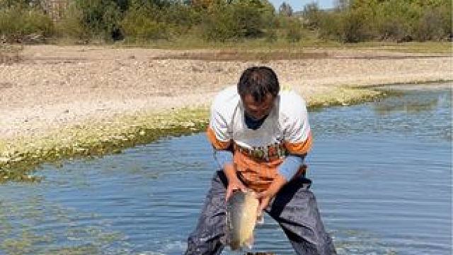 #户外捕鱼 #好大一条鱼