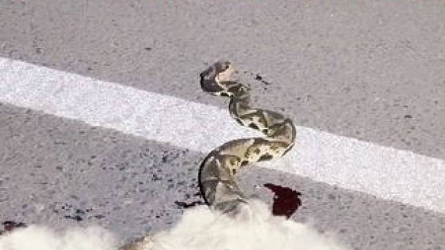 大晚上出来出来吓人，魂都给我吓飞！#蛇 #遇到事情不要慌 #户外