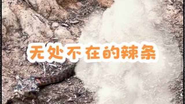 #蛇 #户外 #真实户外 院子里来了一条蛇，把我的青蛙咬死了，大家帮忙看看是什么品种