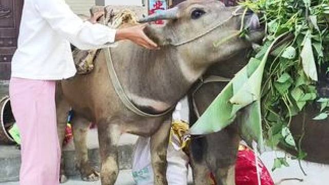 今天又是动力满满的一天#田园生活 #记录我的农村生活 #放牛的生活