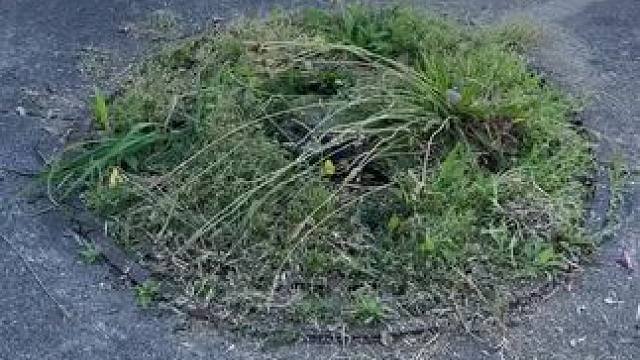 下水道清理杂草#dou上热门 #解压视频 #舒服又解压 #是时候展现真正的技术了 #专业的事情交给专