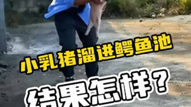 小乳猪溜进鳄鱼池结果怎样？#鳄鱼 #鳄珍鳄鱼酒 #养生酒 #鳄鱼养殖场