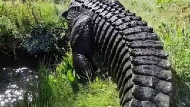 国外小伙喂鳄鱼 #国外视频分享 #野生动物零距离 #鳄鱼