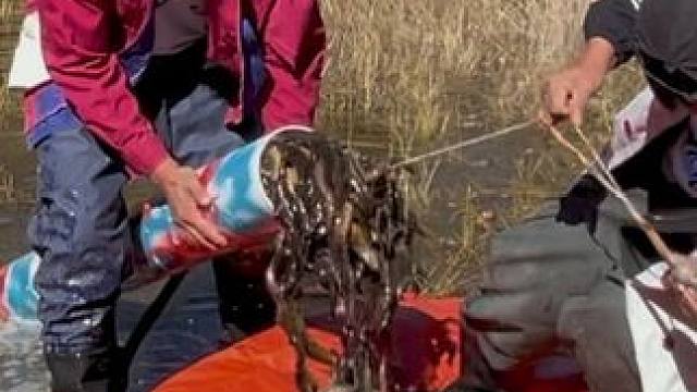 #户外捕鱼 #好多鱼