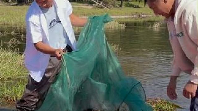 #户外捕鱼 #好多鱼