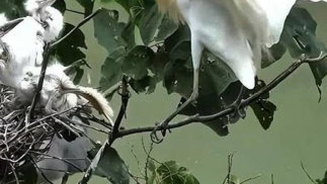 为了房子，牛背鹭竟然杀死邻居的幼鸟#动物的迷惑行为 #动物鸟世界 #神奇动物 