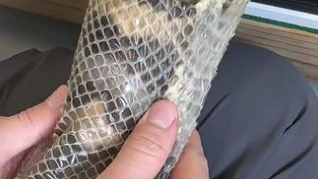 帮宠物蜕皮 #国外视频分享 #奇妙的动物 #宠物