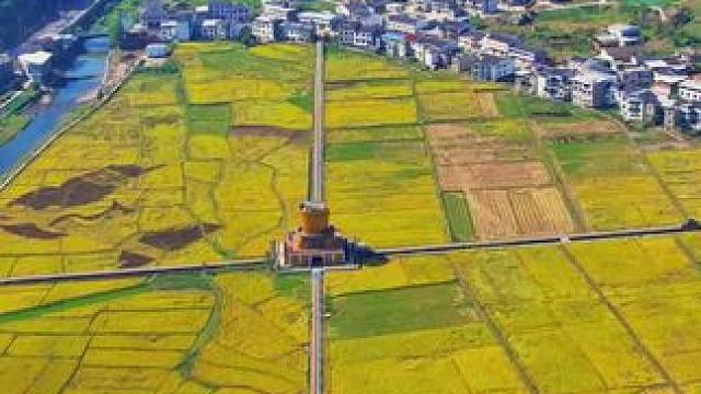 秋天，最让人期待的莫过于稻谷飘香的日子。 守望的不止是庄稼，还有收获的喜悦#稻田风光 #带你走进画里