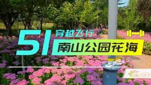 南山公园——八宝景天盛开#阳泉 #南山公园