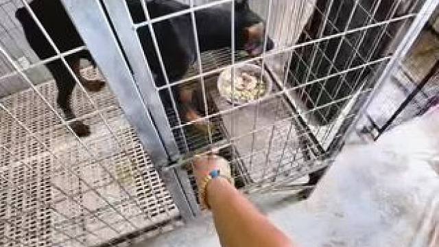 沉寂式体验养狗人的一上午#斯塔福 #萌宠 #赛级犬 #小奶狗 #自制狗饭