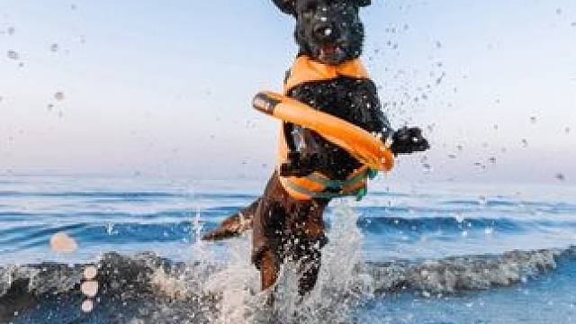 断更了两周我都去哪儿了？原来是带着三只小狗去大烟台旅拍啦！小狗狗们坐了轮渡，看了海鸥，在无人沙滩上肆