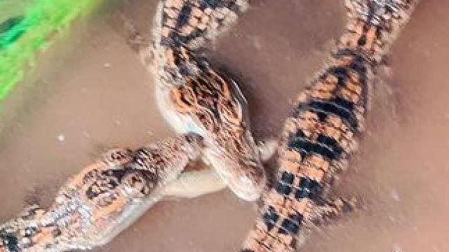 #爬宠 #鳄鱼 死亡骑士