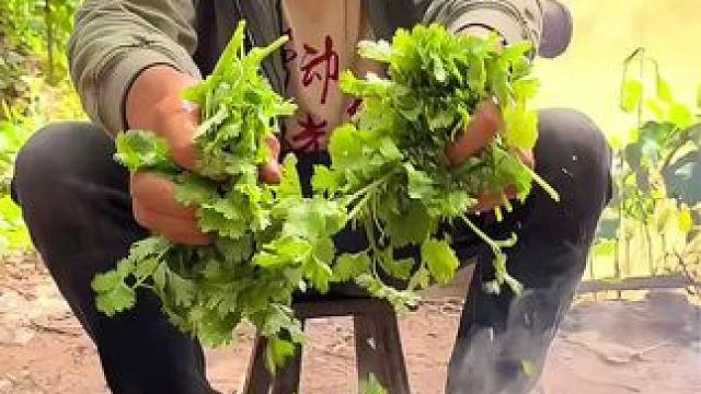 #我的乡村生活 #农村美食 #秋季的农村生活 香菜牛肉吃起来太过瘾了