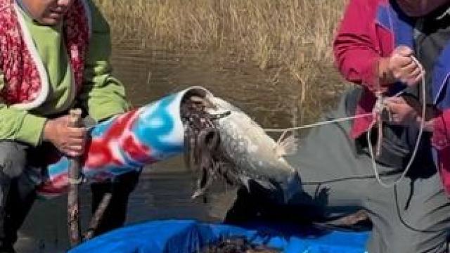 #户外捕鱼 #好大一条鱼