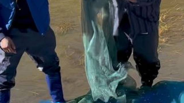 #户外捕鱼 #好多鱼